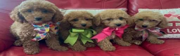 Miniature Poodle dogs for sale: Miniature Poodle 4 - Ad 2