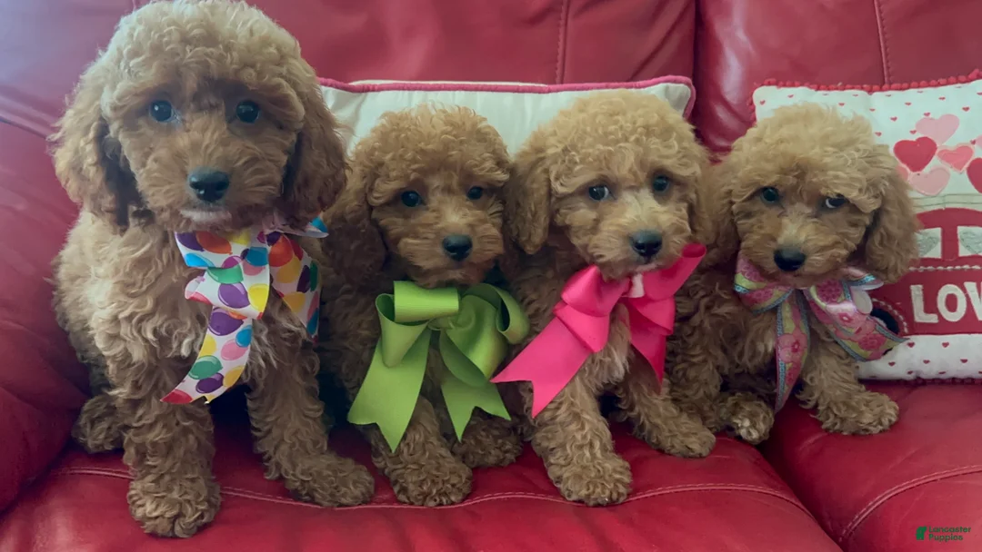 Miniature Poodle dogs for sale: Miniature Poodle 4 - Ad 2