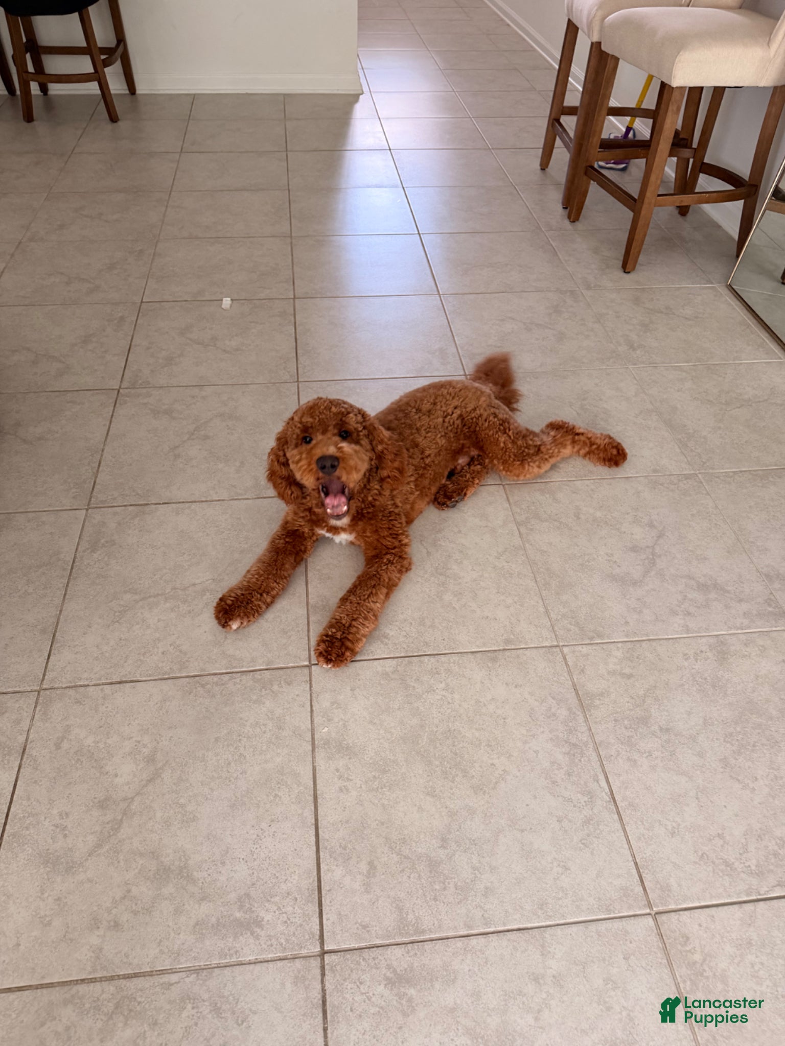Mini Goldendoodle dogs Mini Goldendoodle Puppy 1 - Ad 12