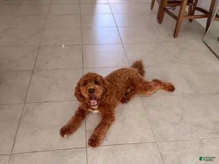 Mini Goldendoodle dogs Mini Goldendoodle Puppy 1 - Ad 11