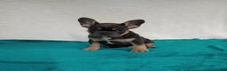 French Bulldog dogs for sale: Henry  - Ad 3