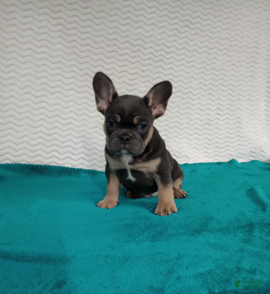 French Bulldog dogs for sale: Henry  - Ad 3