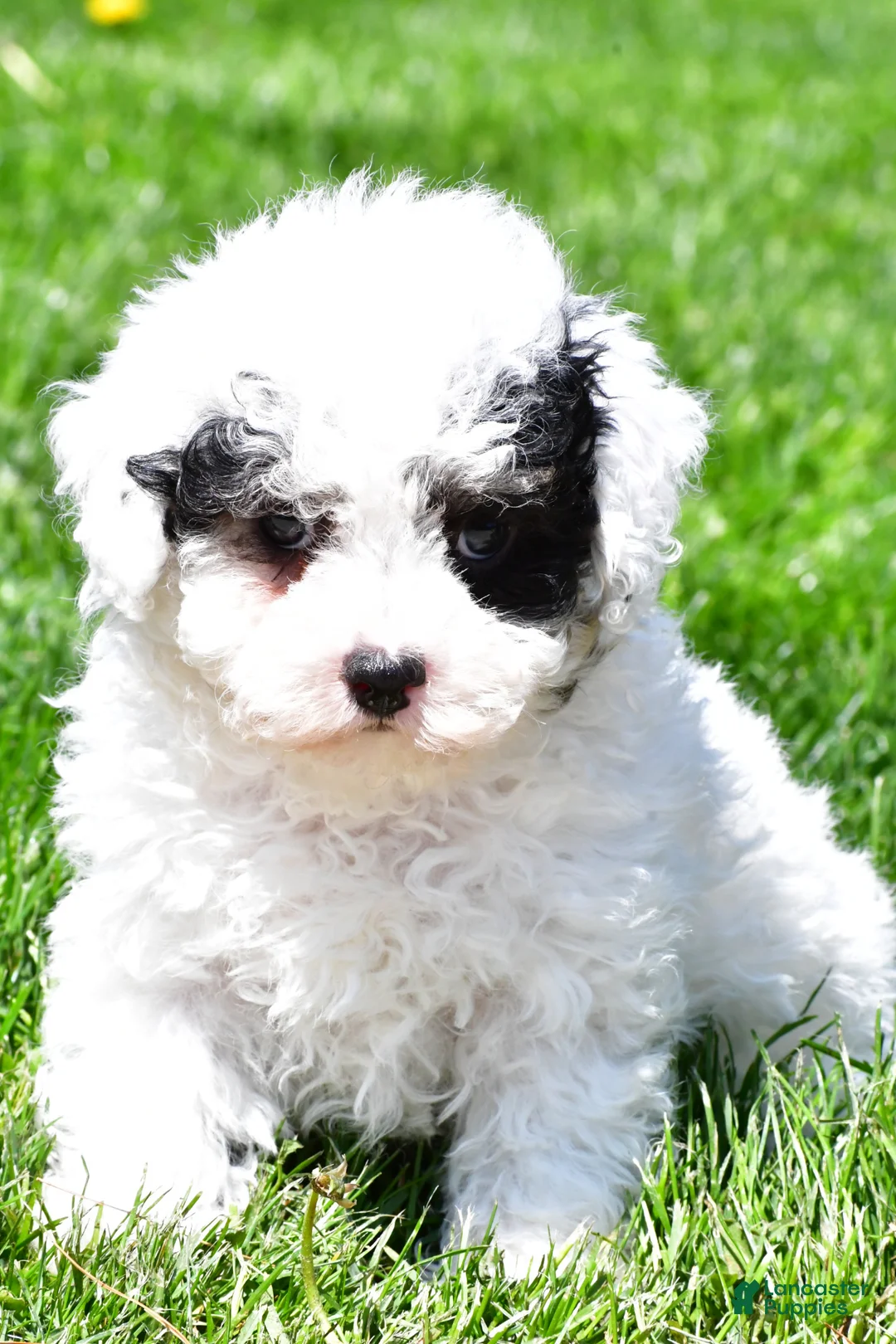 Miniature Poodle dogs for sale: Tristan - Ad 2