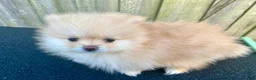 Pomeranian dogs for sale: Kayla - Ad 3