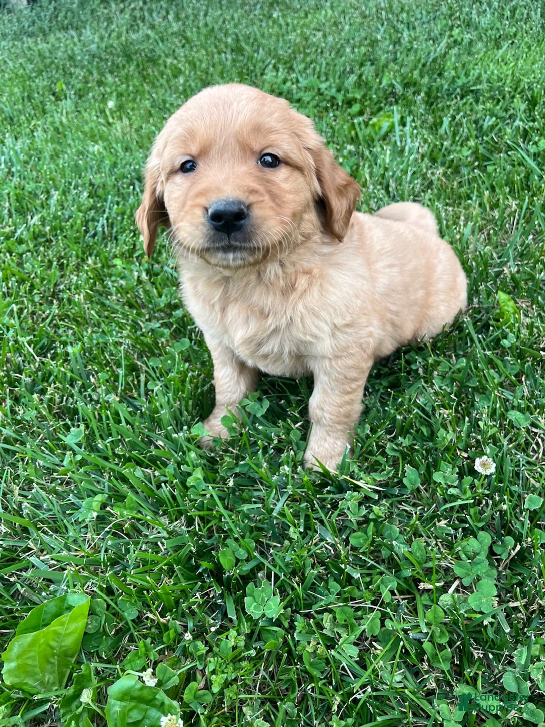 Golden Retriever dogs for sale: Miley - Ad 1