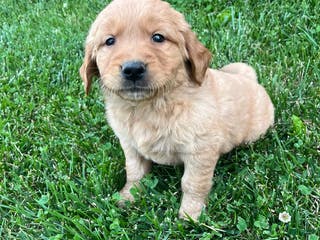 Golden Retriever dogs Miley - Ad 12