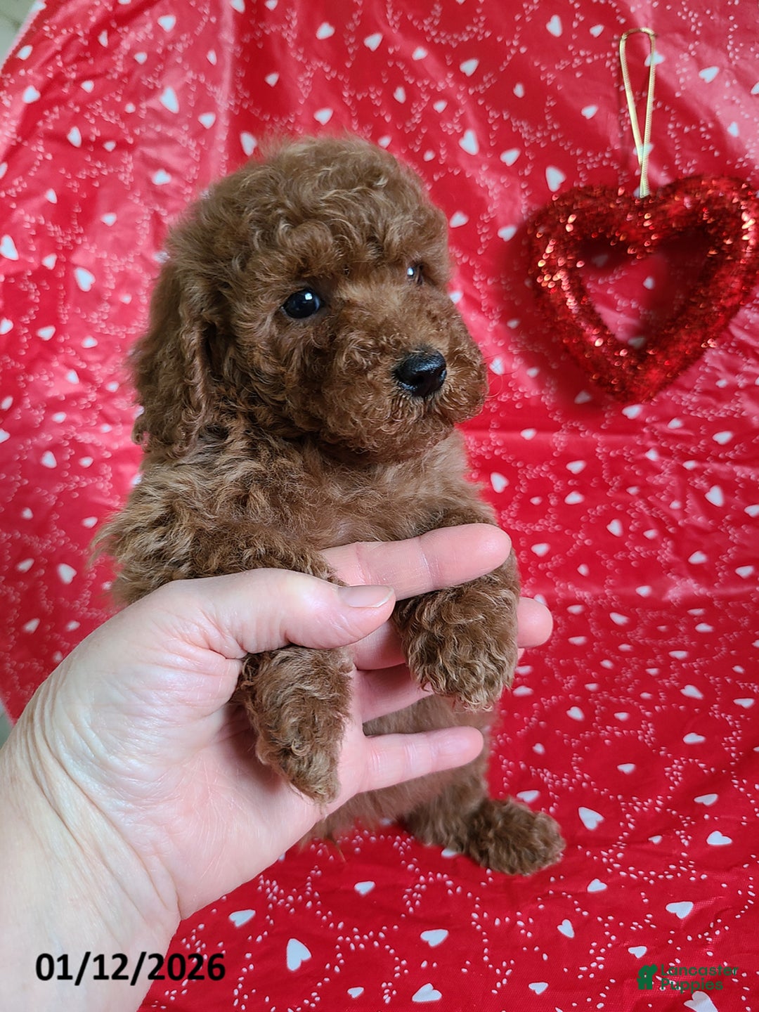 Bichpoo dogs for sale: Dane - Ad 6