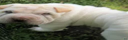Shar Pei dogs for sale: Shar Pei Puppy 6 - Ad 25