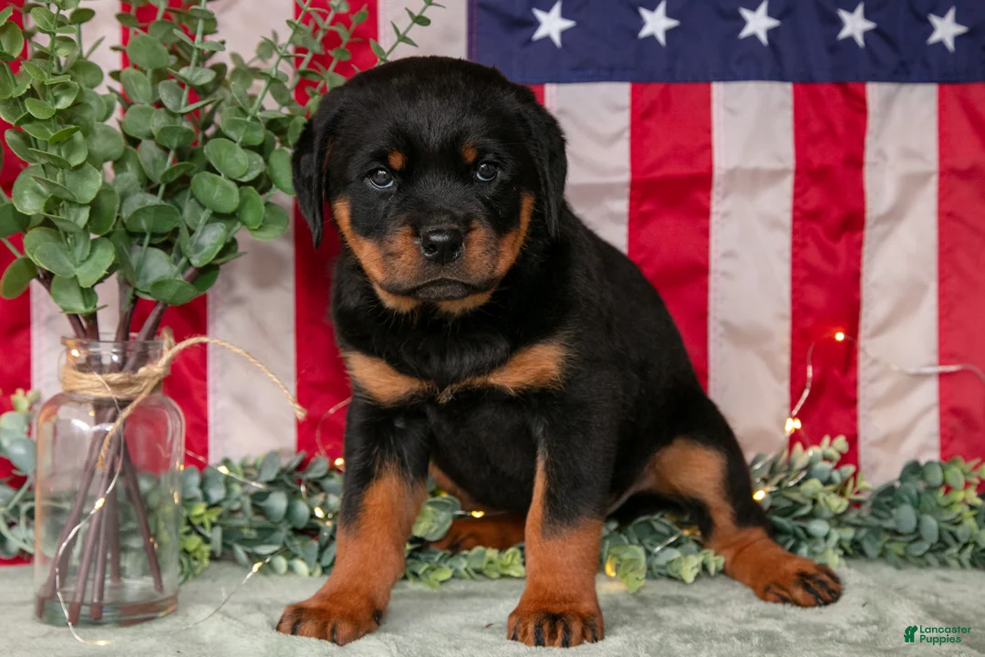 Rottweiler dogs for sale: Sassy - Ad 1