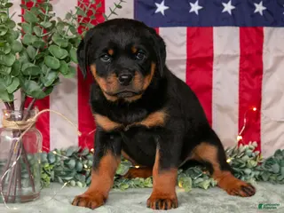 Rottweiler dogs for sale: Sassy - Ad 1