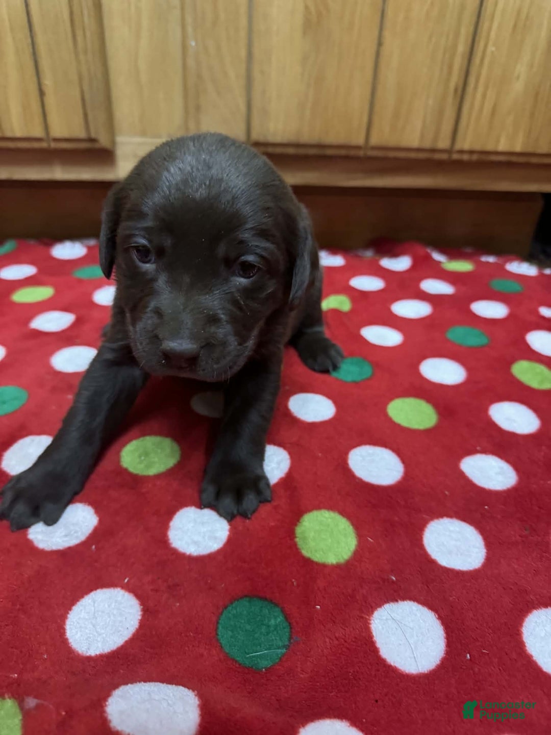 Labrador Retriever dogs for sale: Iris - Ad 2