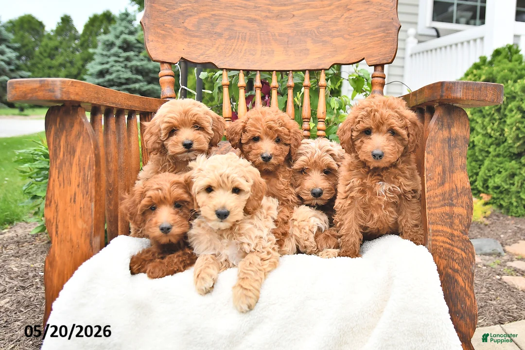Mini Goldendoodle dogs for sale: Ripley - Ad 5