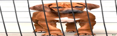 Rhodesian Ridgeback Puppy- Mr. Neon Green 
