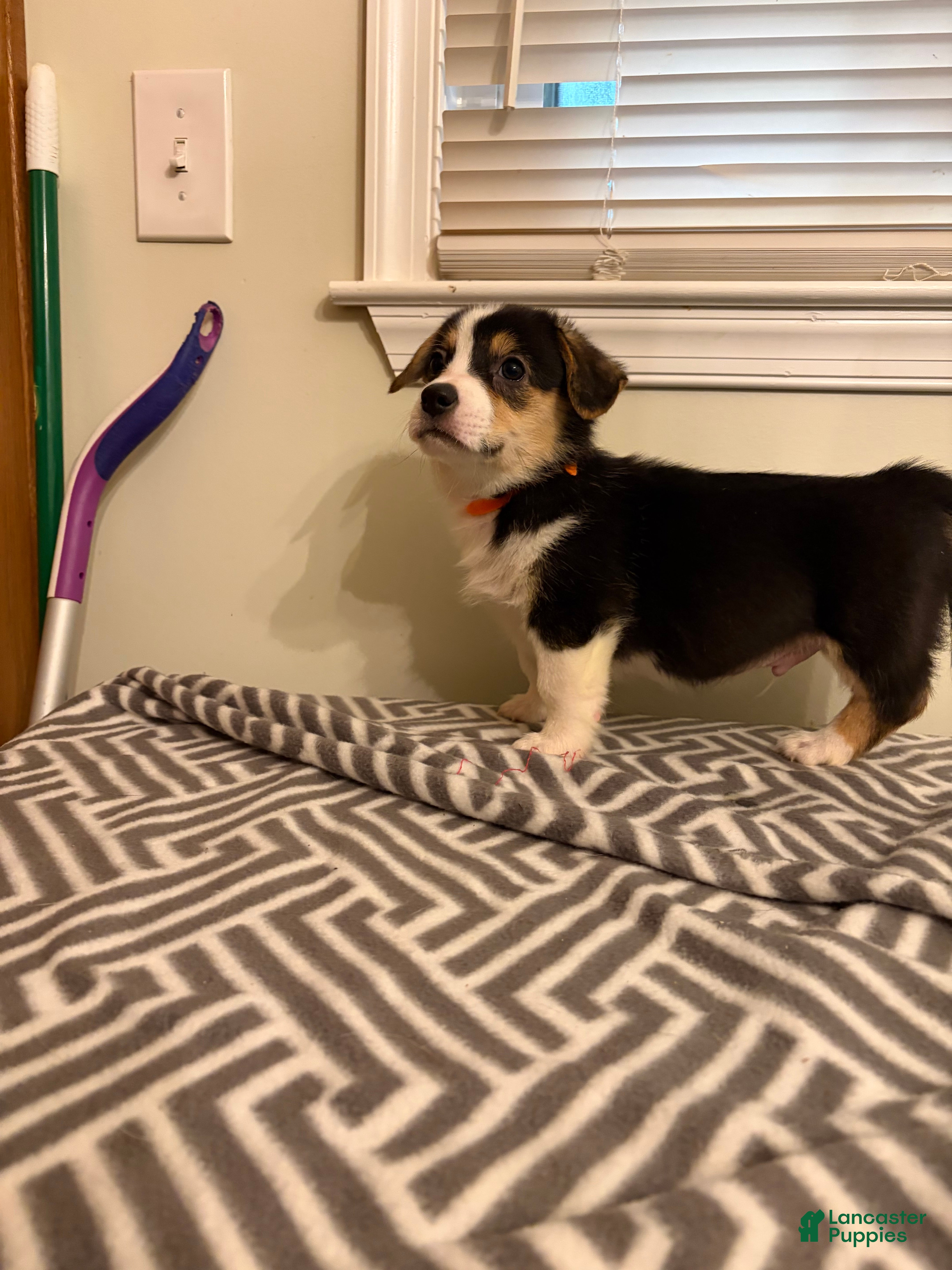 Welsh Corgi Pembroke dogs Duke - Ad 22