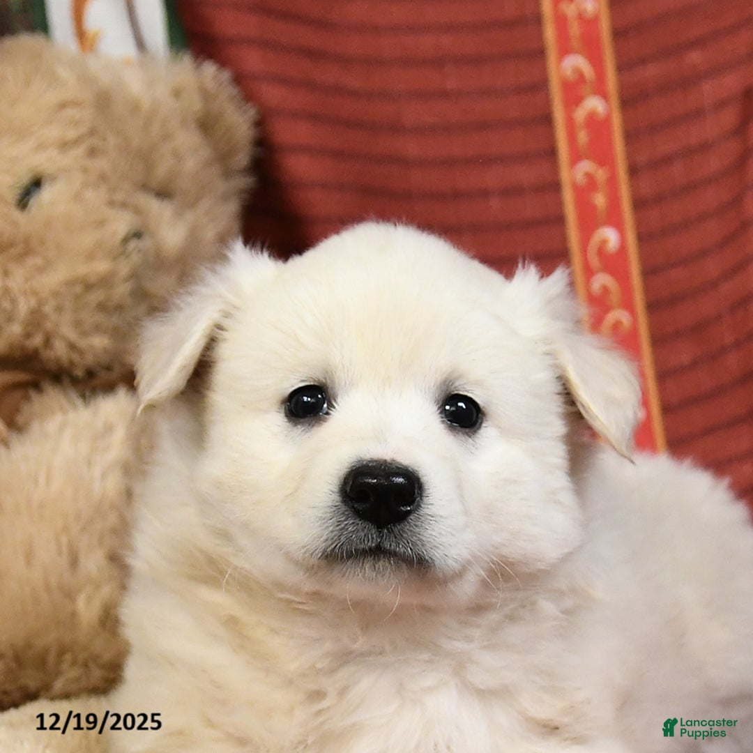 American Eskimo dogs for sale: Snowball - Ad 4
