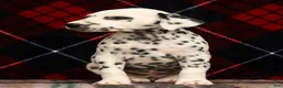 Dalmatian dogs for sale: Kelly - Ad 5