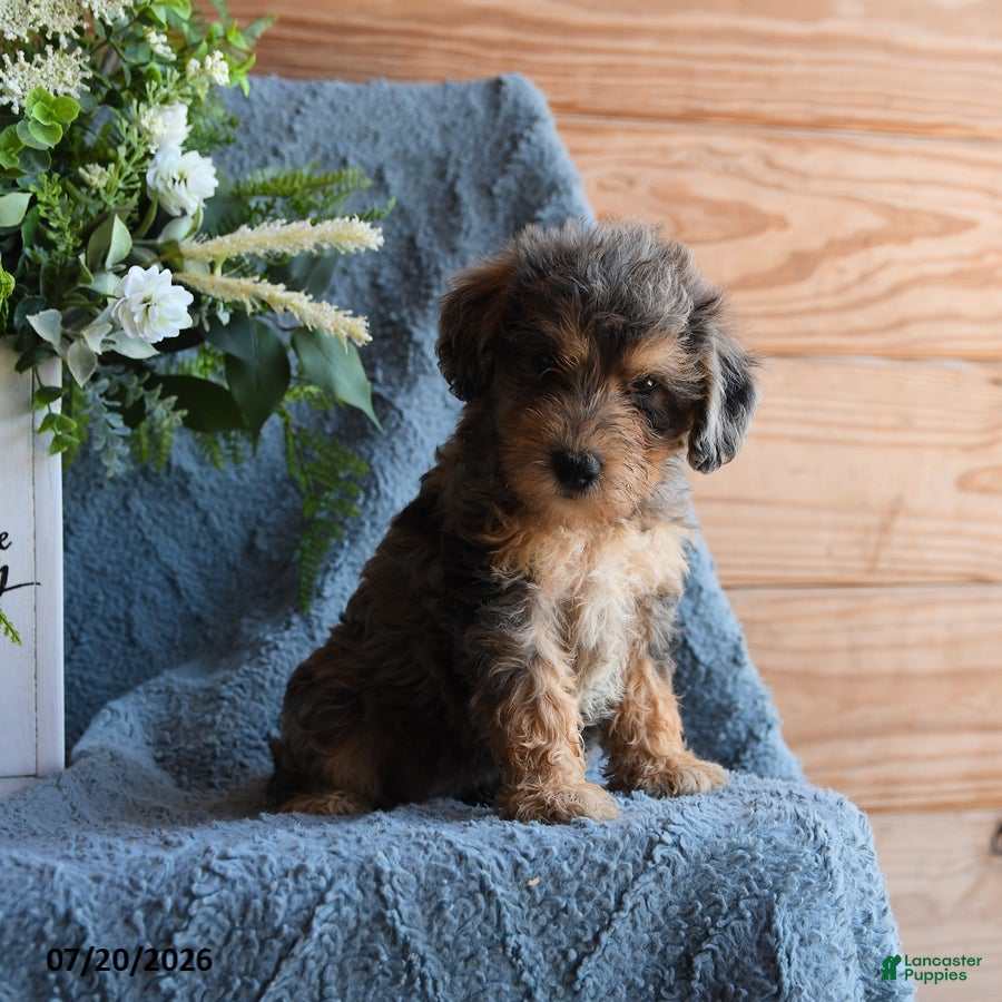 Schnoodle dogs Olive  - Ad 2