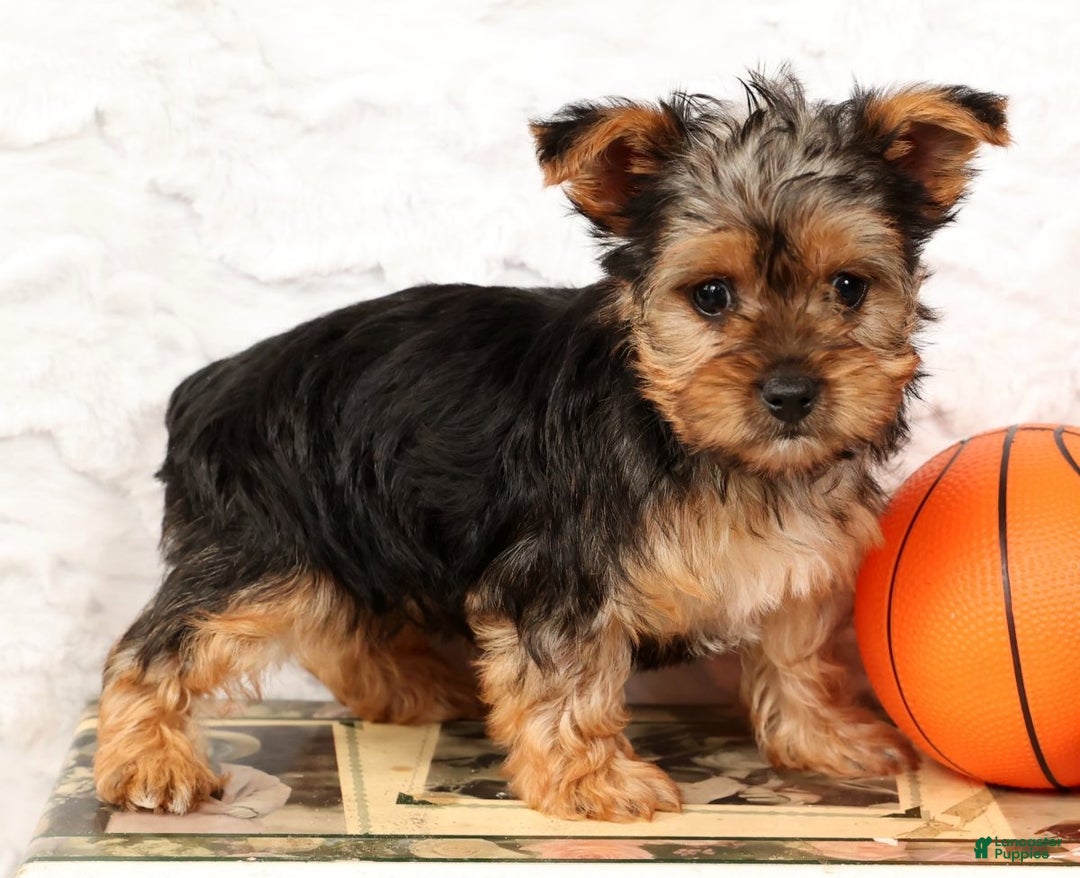 Yorkshire Terrier dogs for sale: Lola - Ad 7