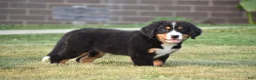 Bernese Mountain Dog dogs for sale: Maverick - Ad 6