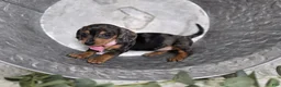 Miniature Dachshund dogs for sale: Alice - Ad 4