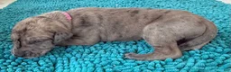 Great Dane dogs for sale: Magenta  - Ad 3