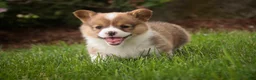 Welsh Corgi Pembroke dogs for sale: Bo Peep - Ad 4
