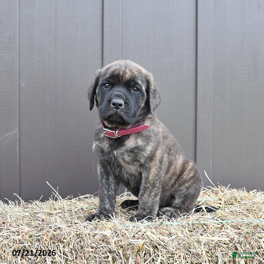 English Mastiff dogs Maple   - Ad 1