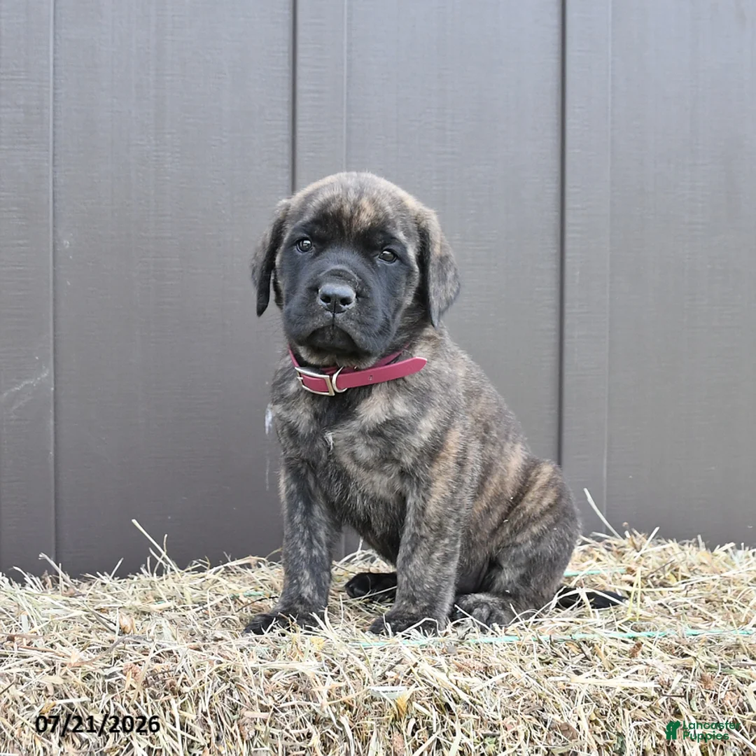 English Mastiff dogs for sale: Maple   - Ad 1