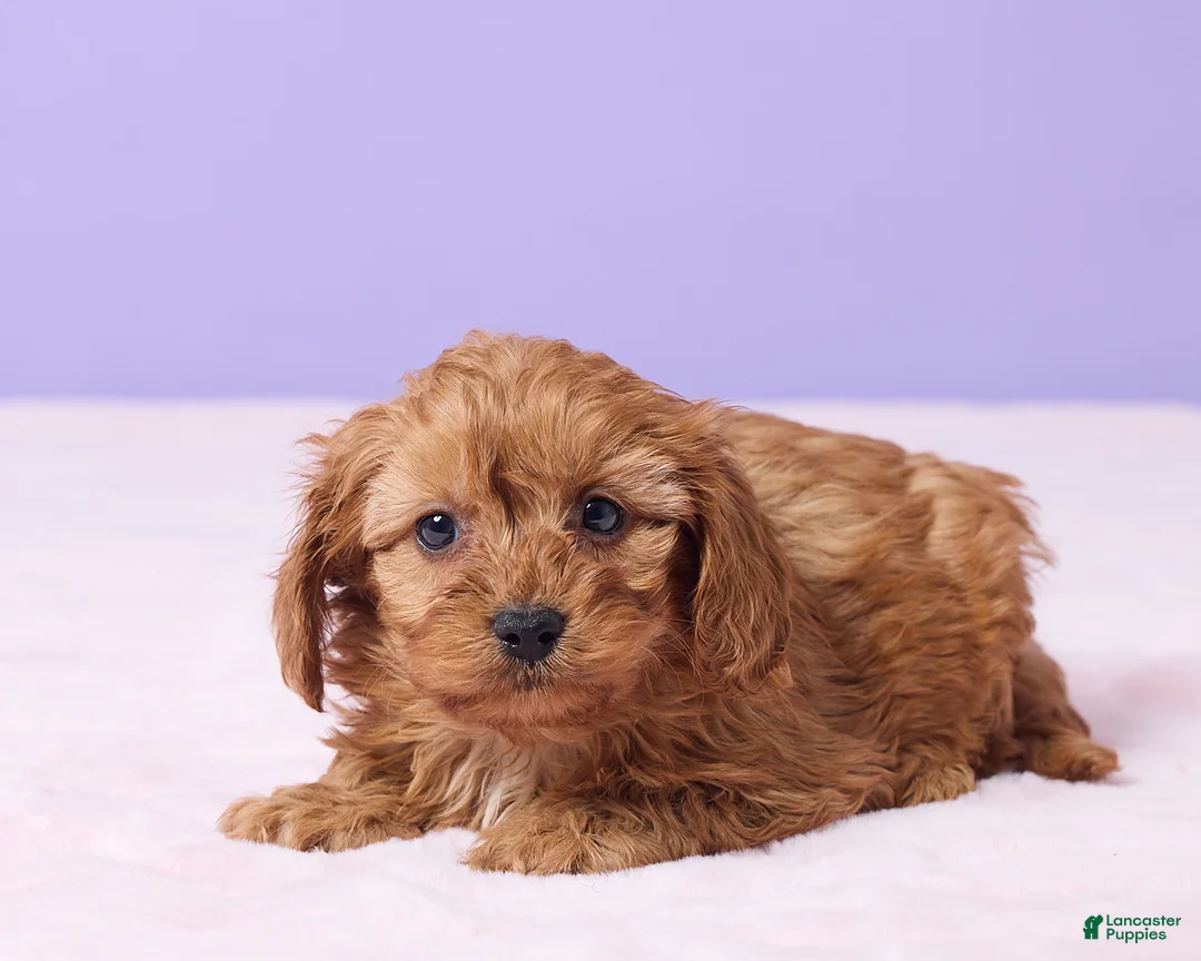 Cavapoo dogs for sale: Rose - Ad 3