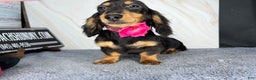 Miniature Dachshund dogs for sale: Ch imports - Ad 8