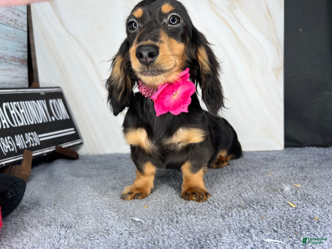 Miniature Dachshund dogs for sale: Ch imports - Ad 8