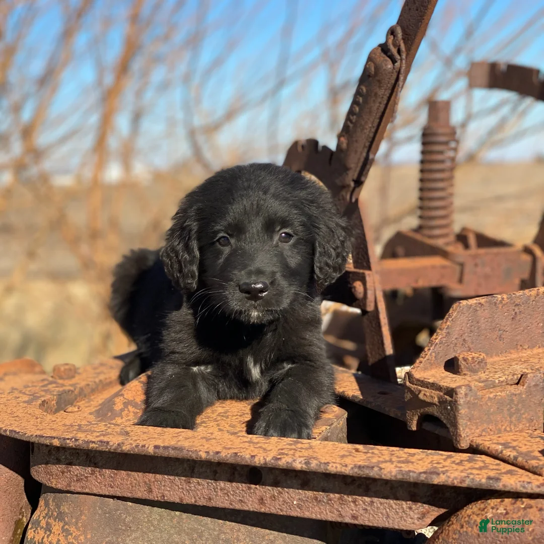 Mixed Breed dogs for sale: Smoky - Ad 1