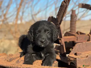 Mixed Breed dogs Smoky - Ad 23