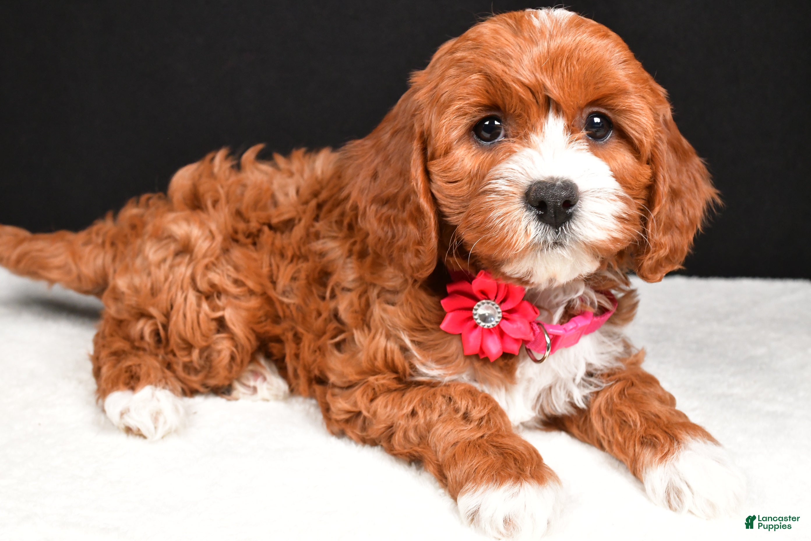 Cavapoo dogs Bailey - Ad 2