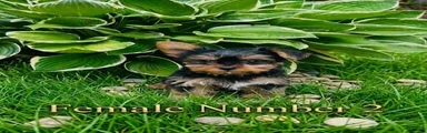 Kim