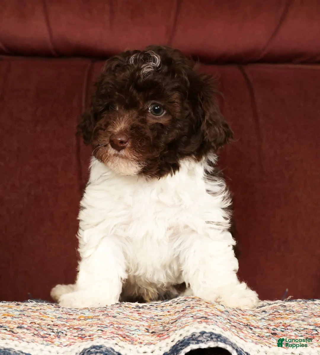 Havapoo dogs for sale: Banjo - Ad 4