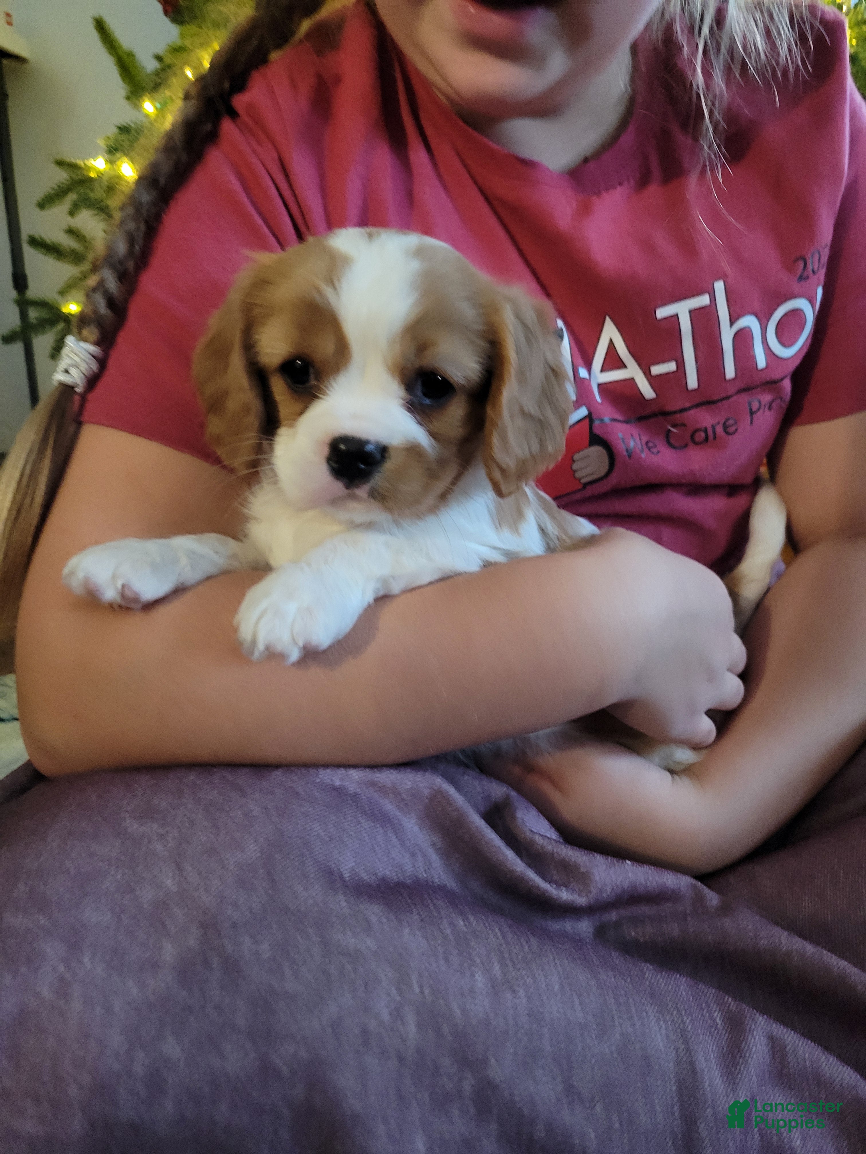 Cavalier King Charles Spaniel dogs Alex - Ad 34