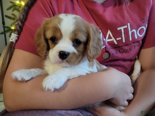 Cavalier King Charles Spaniel dogs Alex - Ad 34