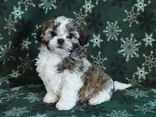 Shihpoo dogs - Ad 42