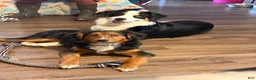 Mixed Breed dogs for sale: Neon green - Ad 4