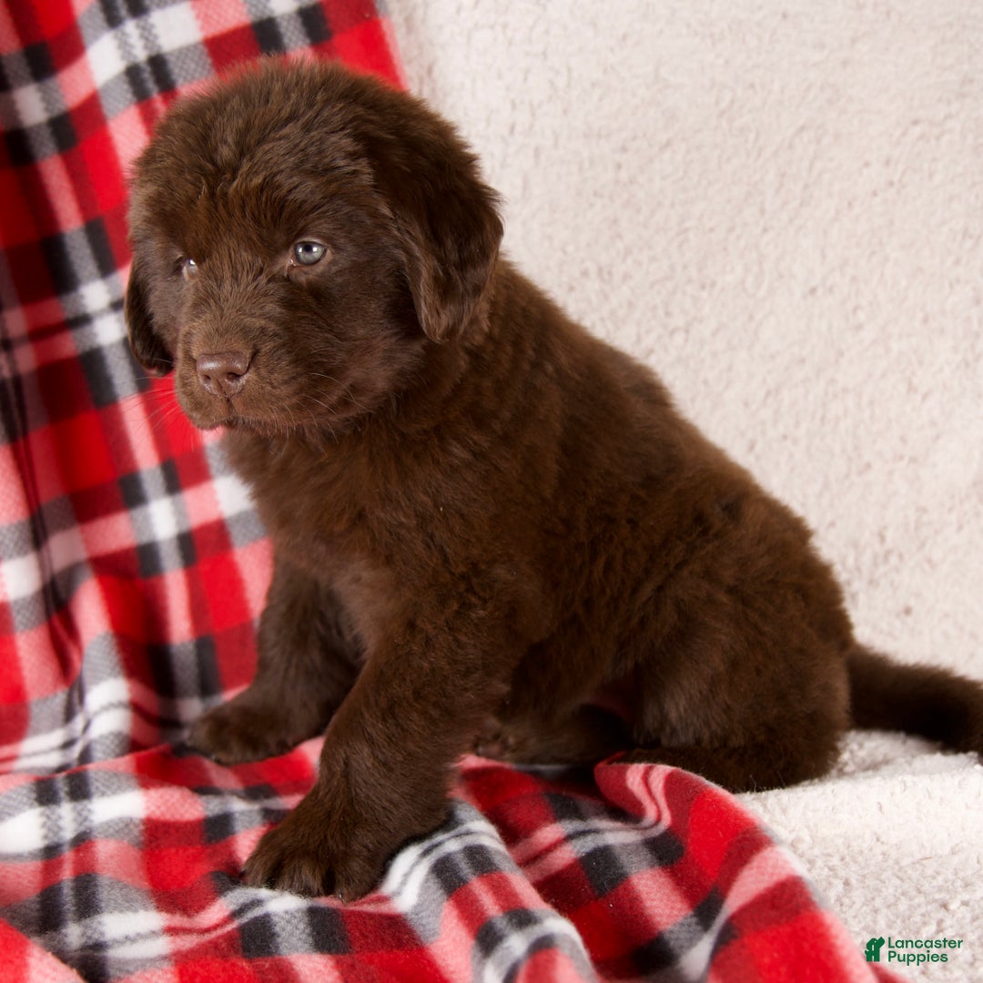 Newfoundland dogs for sale: Fiona - Ad 7