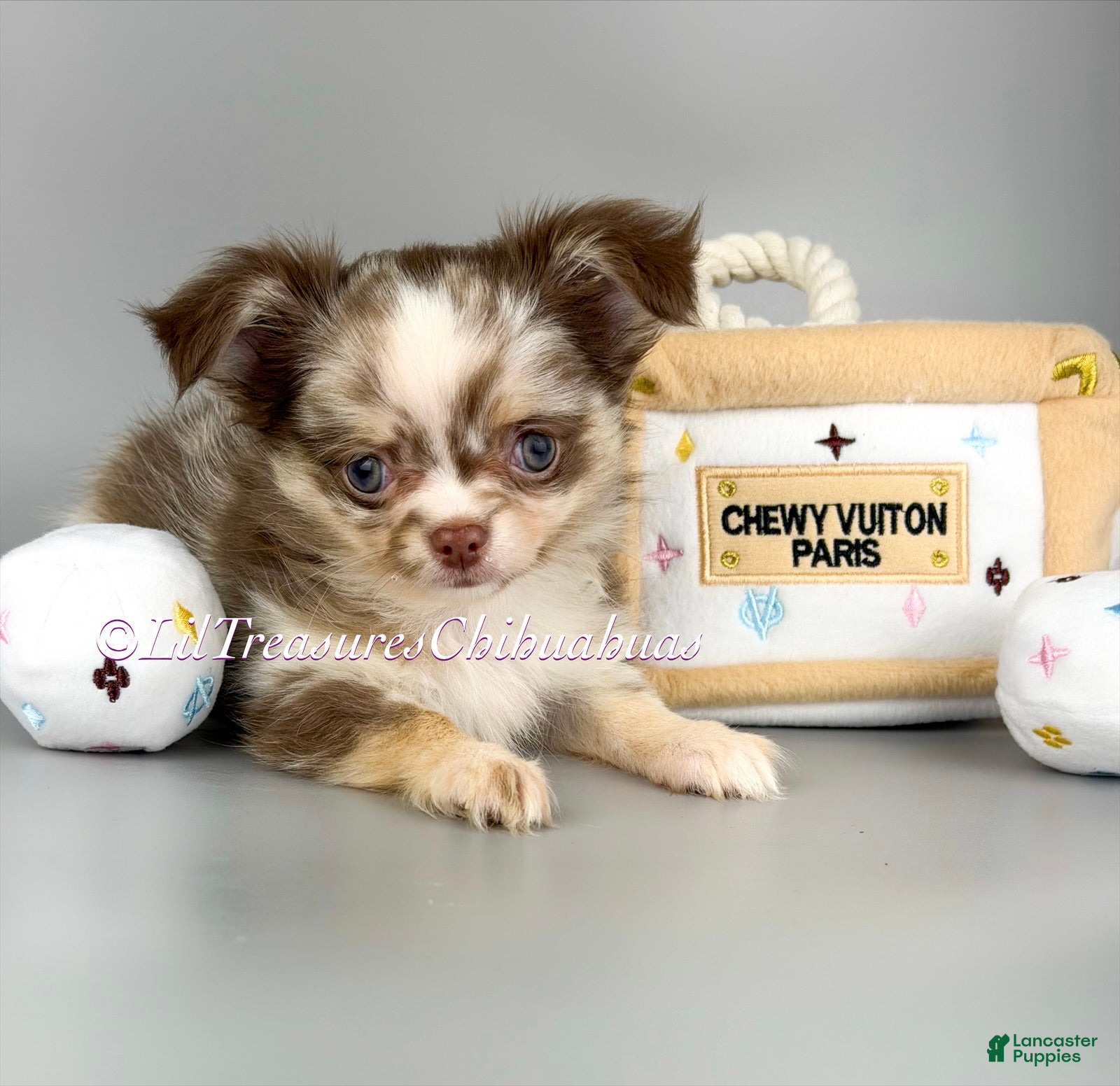 Chihuahua dogs Katrina - Ad 10