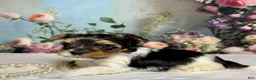 Biewer Terrier dogs for sale: Biewer Terrier Puppy 1 - Ad 4