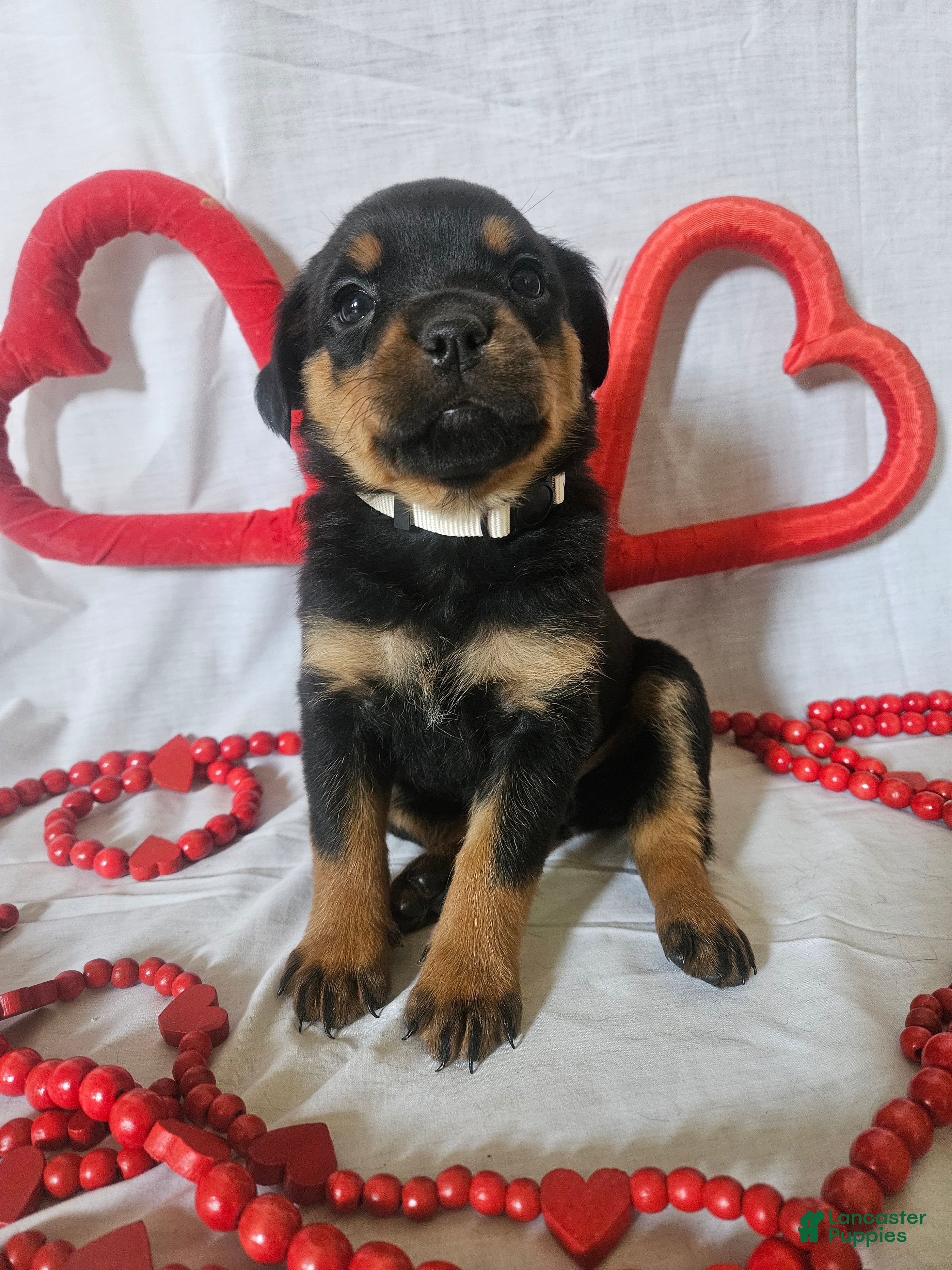 Rottweiler dogs Honey - Ad 9