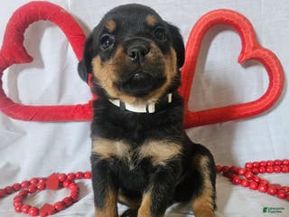 Rottweiler dogs Honey - Ad 9