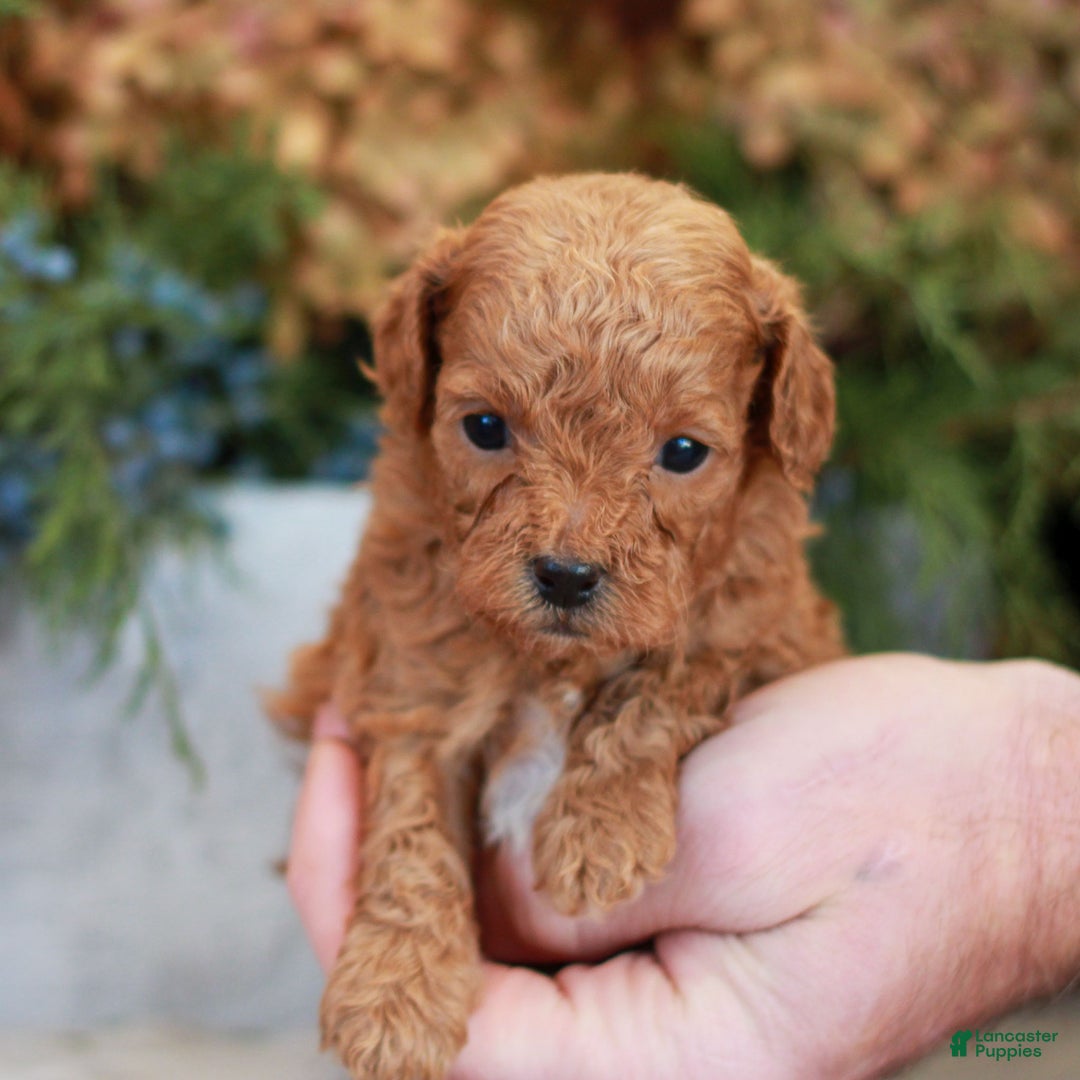 Cavapoo dogs for sale: Myles  - Ad 3