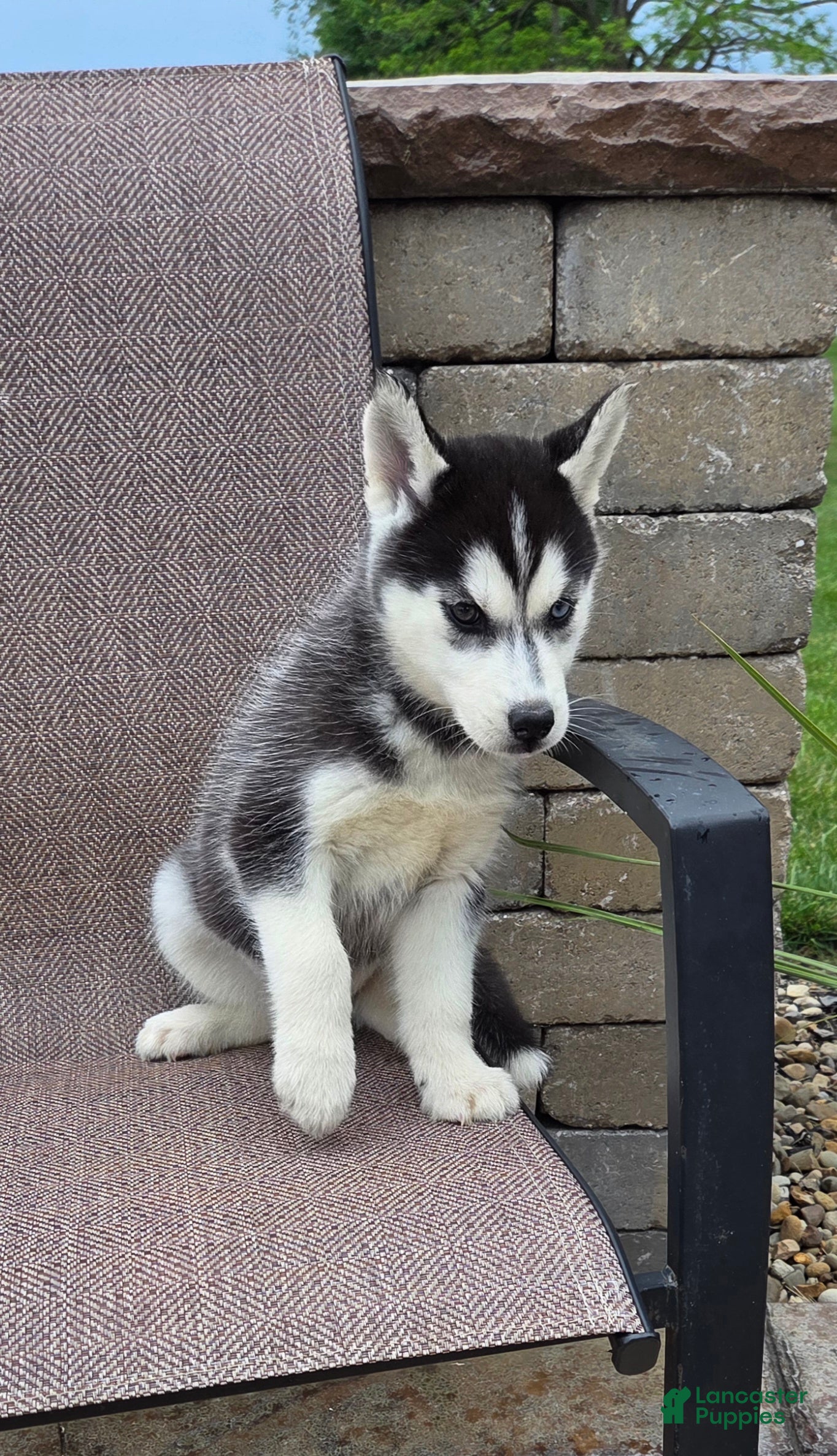 Siberian Husky dogs Cookie - Ad 1
