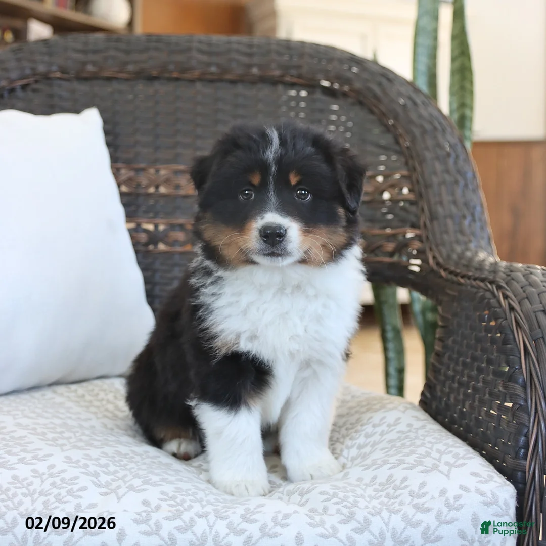 Miniature Australian Shepherd dogs for sale: Finley - Ad 4