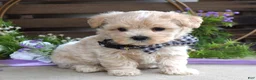 Maltipoo dogs for sale: Leo - Ad 12
