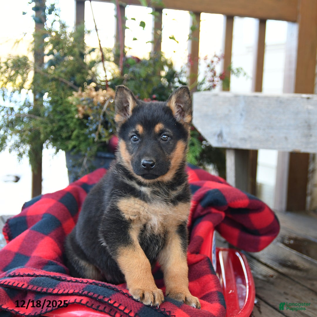 German Shepherd dogs for sale: Mistletoe - Ad 4